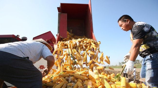 illini berita Bisa Ditiru Prabowo, Begini Program Swasembada Pangan China