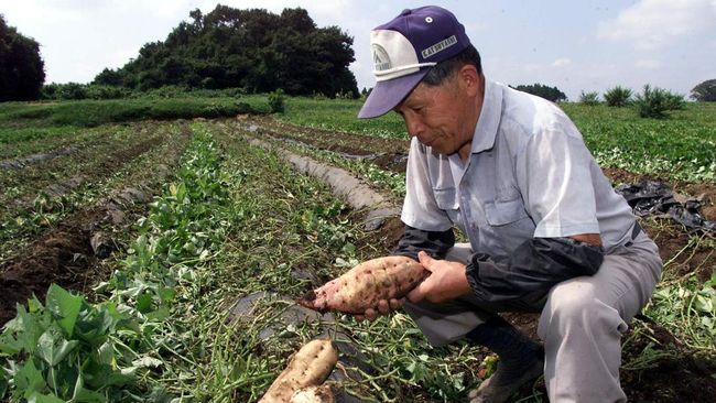 illini berita 5 Makanan Jepang yang Bisa Bikin Panjang Umur, Pernah Coba?