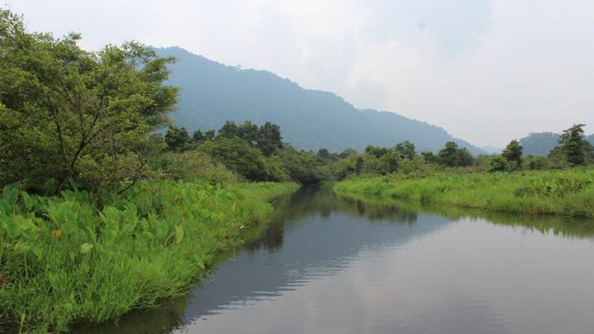 berita aktual Salah Kaprah Pelepasan Ikan Invasif & Dampak Ekologis yang Terabaikan