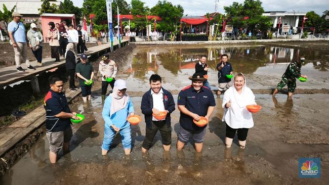 illini news Dukung Ketahanan Pangan, PGN-BRIN Budidaya Padi Biosalin di Semarang