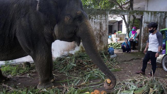 berita aktual 20.000 Hektare Lahan Milik Prabowo Direlakan Buat Gajah Sumatra